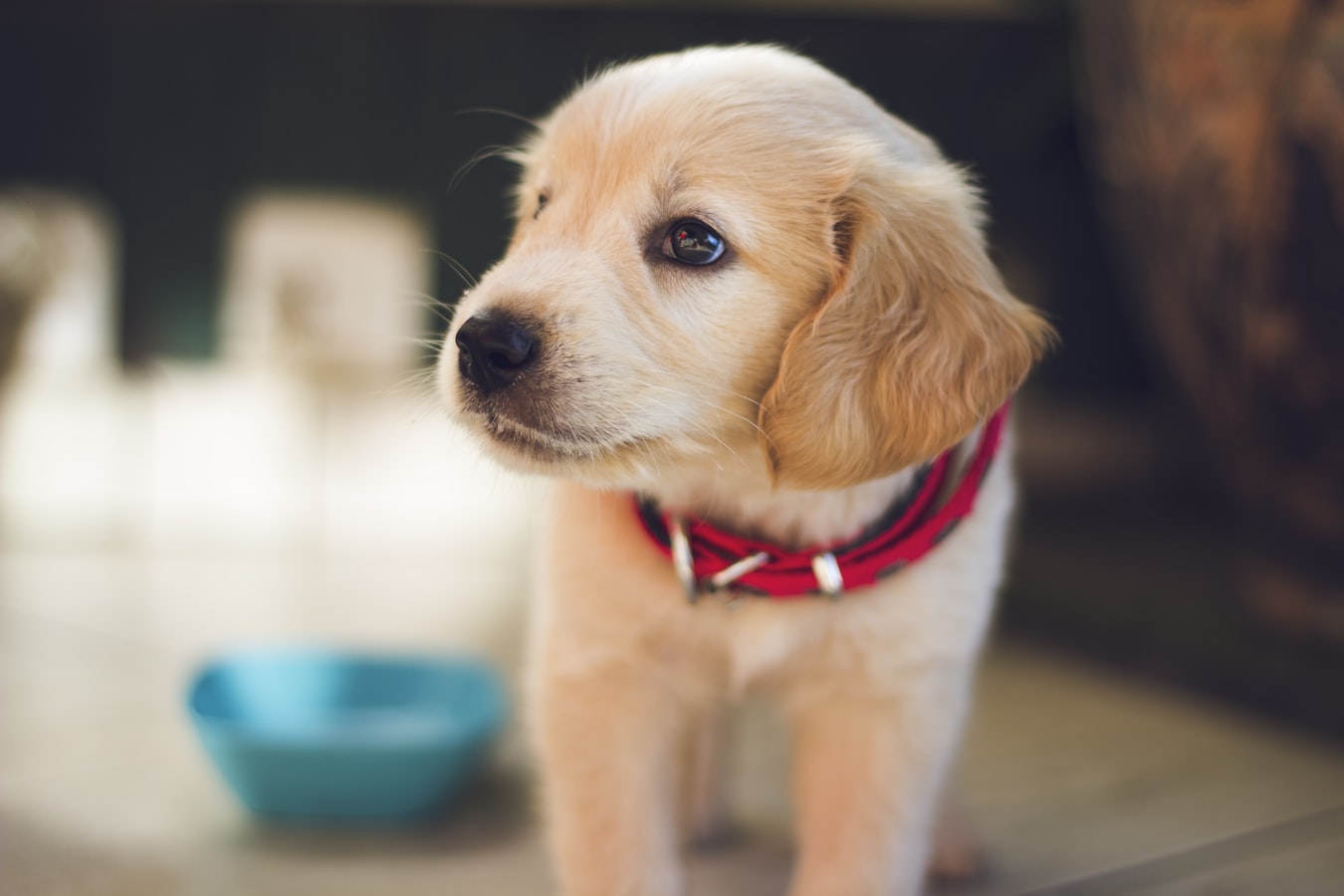 Hvilket hundefoder skal jeg vælge?