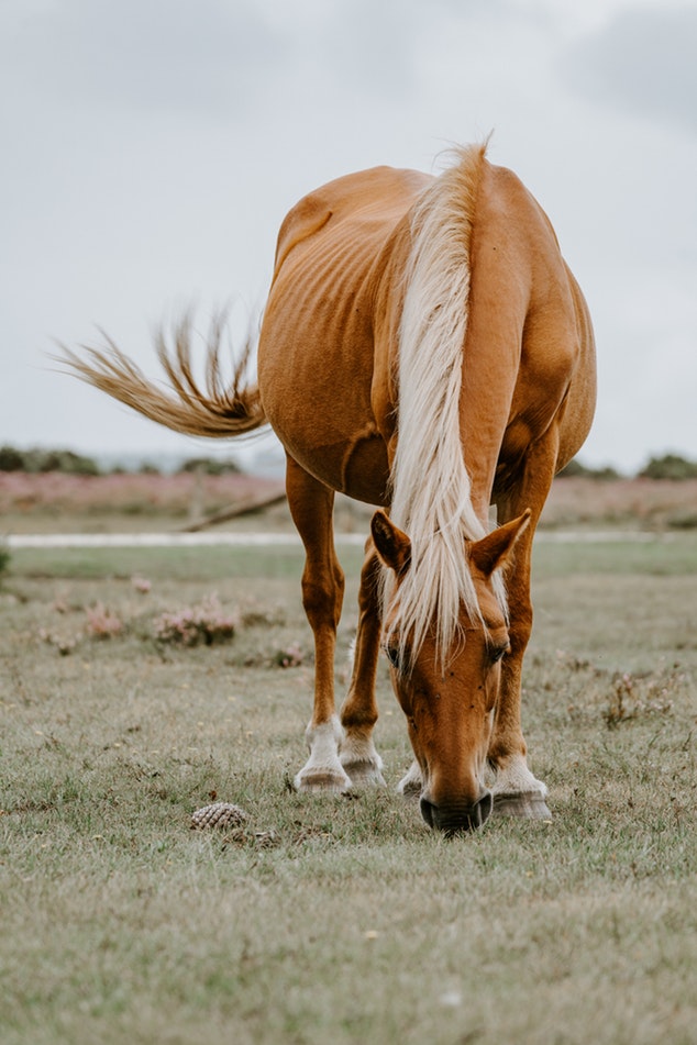 Forkæl din hest med kvalitetsfoder